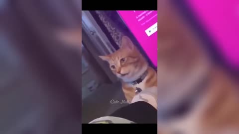 funny cat 🐈😺😂 - funny cat videos 2023