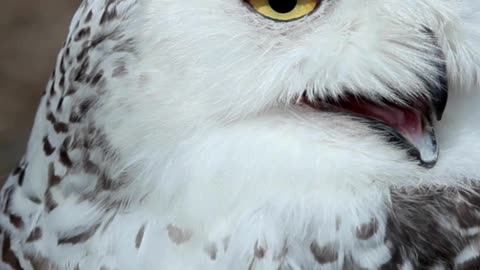 White Owl