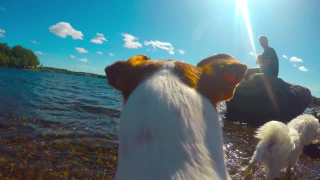 POV of Dogs playing at Dog Park - GoPro