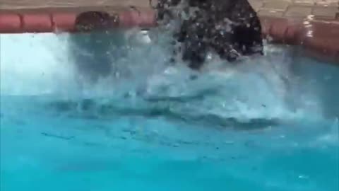 no dog loves swimming more than this one