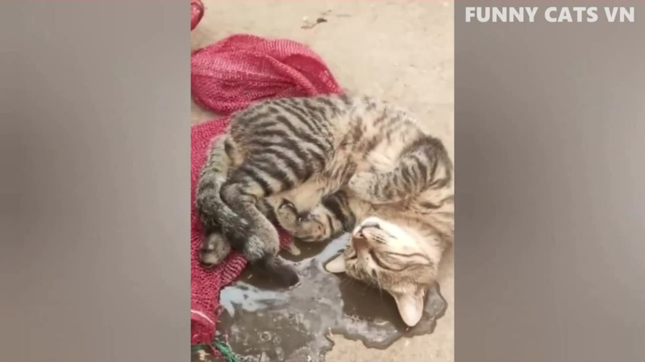 Funniest Animals 2023| New Funny Cats and Dogs Videos P.6