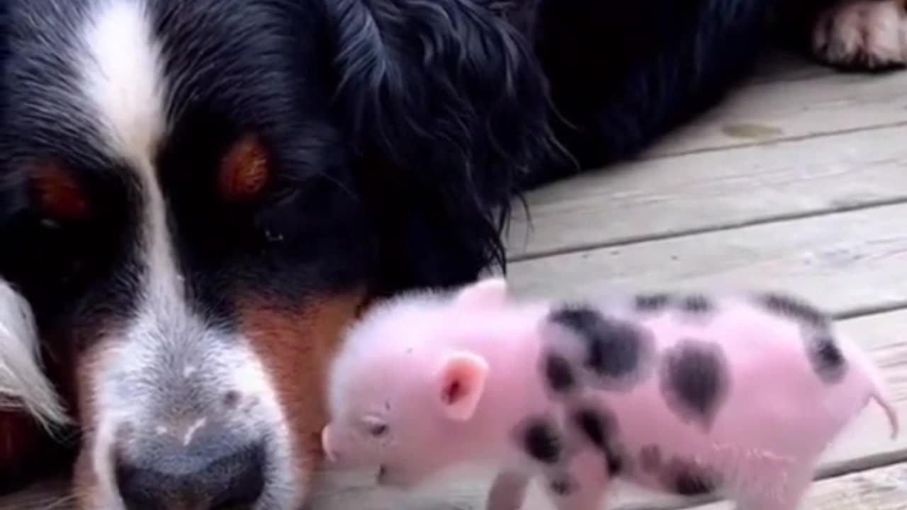 BABY PIGS LOVE 4K