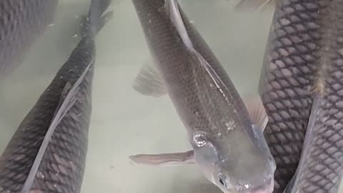 Big Kalibous Fish Video l Nice KALIBOS MACH VIDEO#shorts