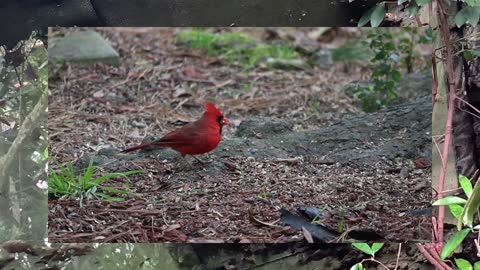 amazing birds