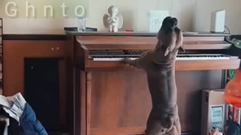 Funny Animal video #Dog#Cat #funny animal