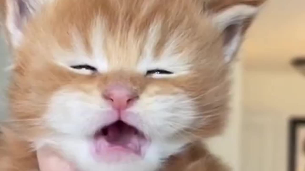 TOP 10 Cute Kittens That Will Melt Your Hearts