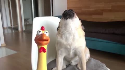 Pug Trying To Copy His Plastic Duck Toy Sound