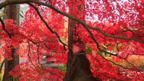 Relaxing Music | Sleeping, Meditation, Stress Relief | [1192] ⭐️