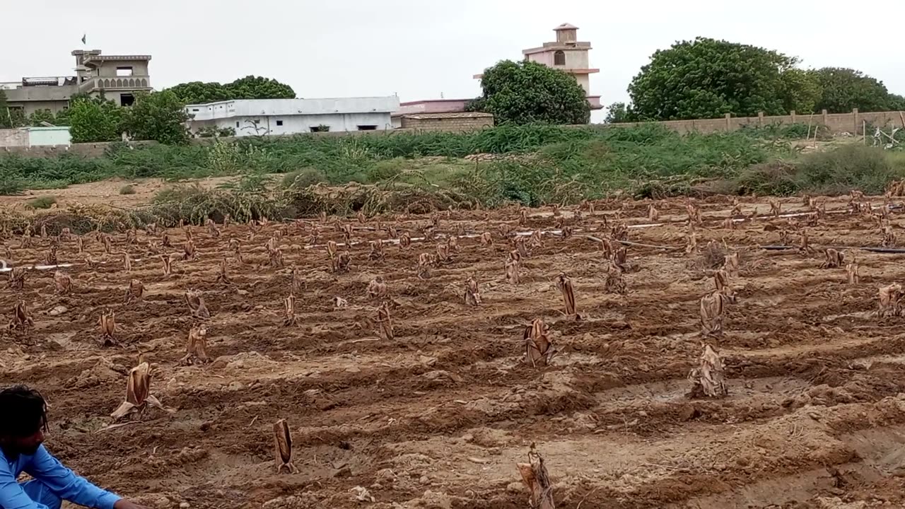 Banana farming