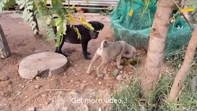 Little Puppy Fight With Chicken & Little Back Guy For Food - little village Pet dog - Cute Animals