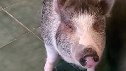 ARK OF GRACE...NOBLE'S MUFFINS LOL