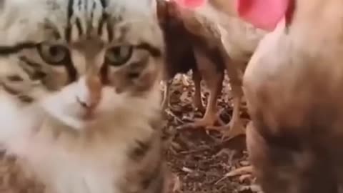 funny and cute cats #shortvideo #shorts