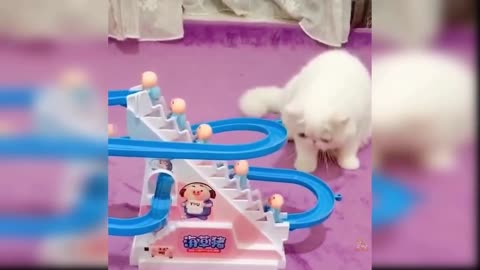 Baby Cats: 24 of the Cutest and Funniest Cat Videos | Aww Animals