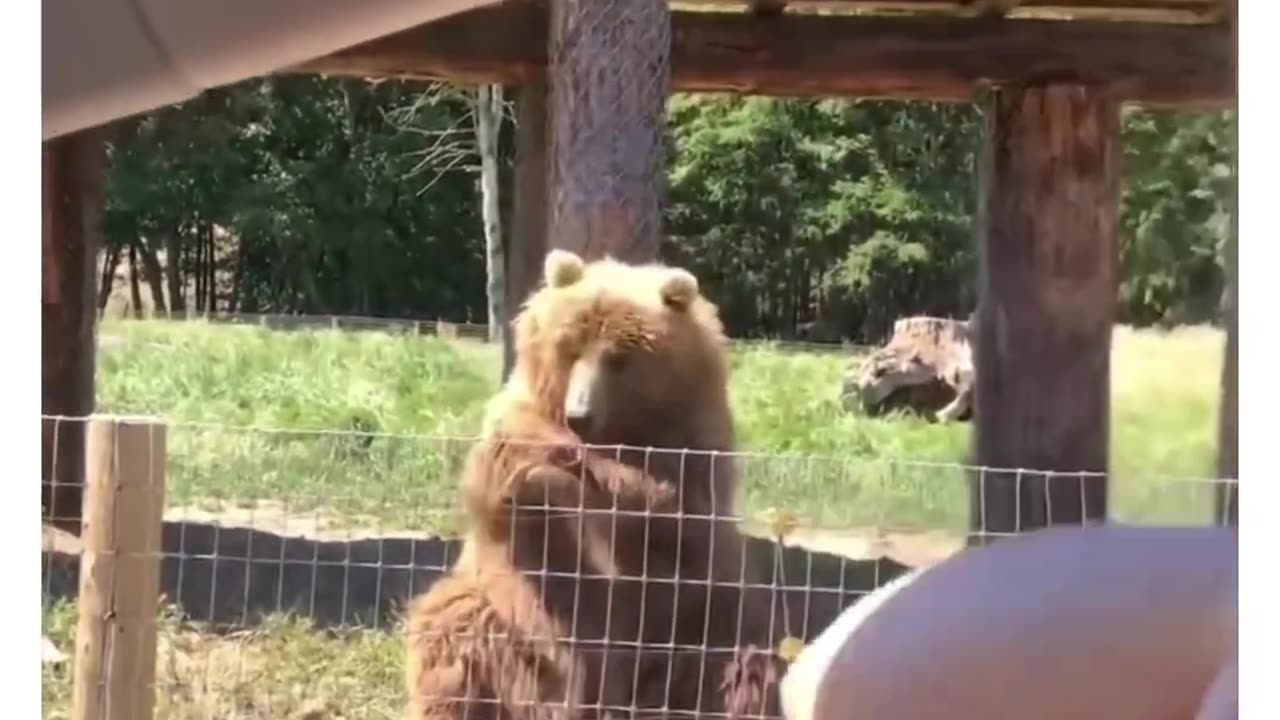 Funny Bear wave his hands to catch bread #Funny video