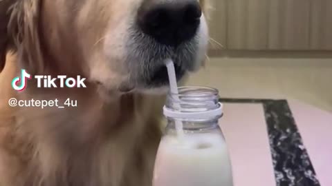 Oh my God! This dog he uses a straw I can't believe it