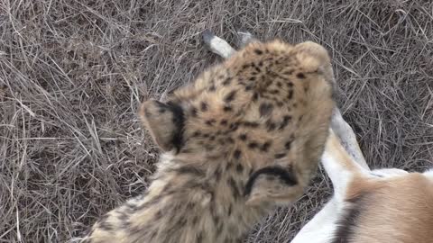 Cheetah Kill Right Under Our Car-8