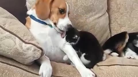 Dog Welcome New Kitten Into Their Home