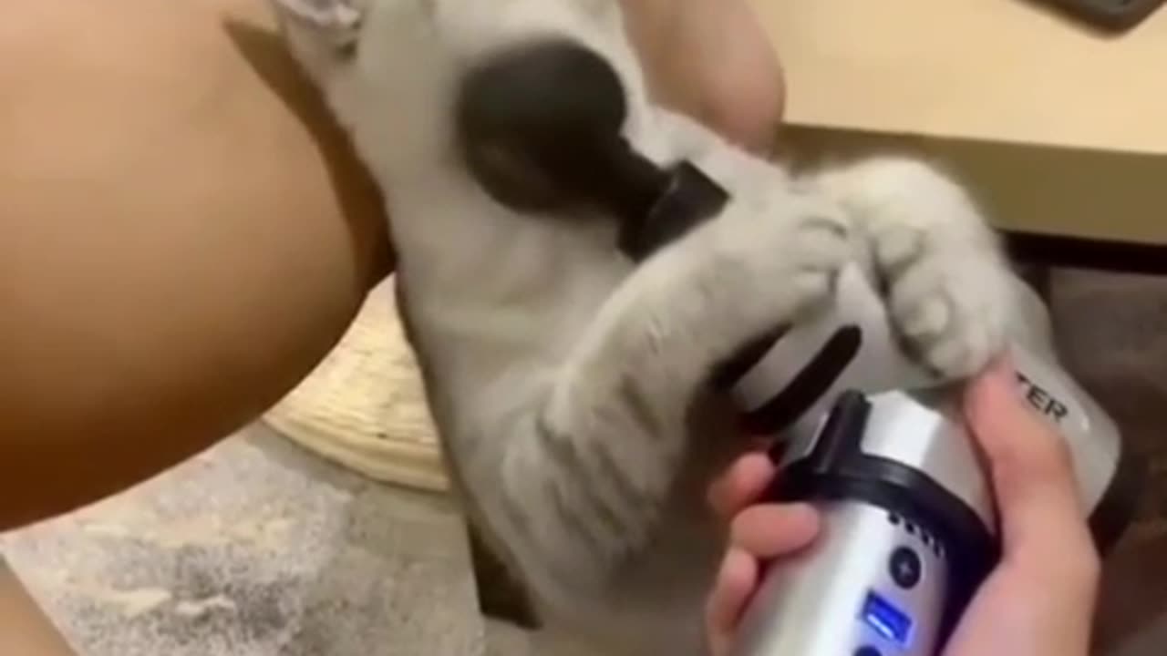 Cat Grtting Massage By It Self😻🙀