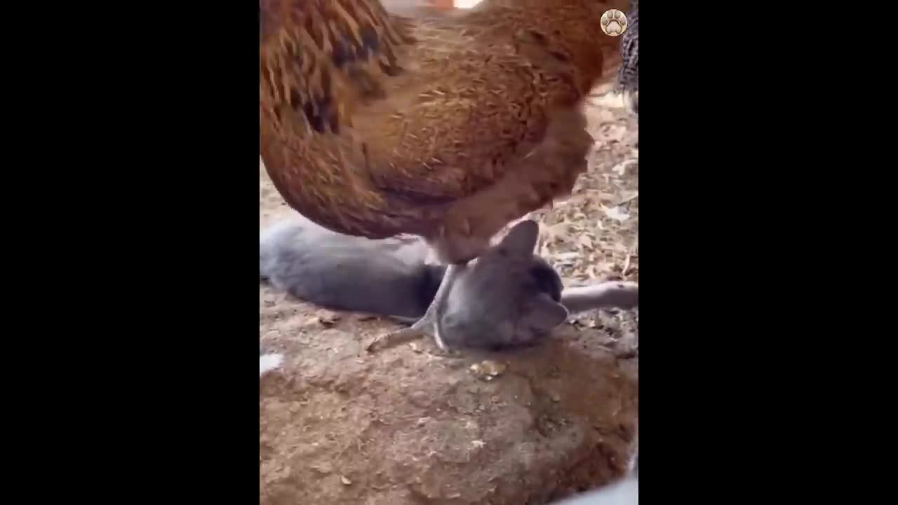 New Funny Animals 😂 Funniest Cats and Dogs Videos