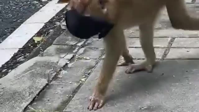 Monkey know uses of mask- Better than human