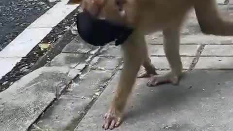 Monkey know uses of mask- Better than human