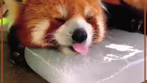 RED PANDA SUCKS ON ICE BLOCK