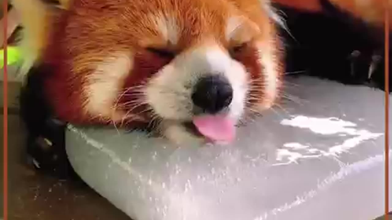 RED PANDA SUCKS ON ICE BLOCK