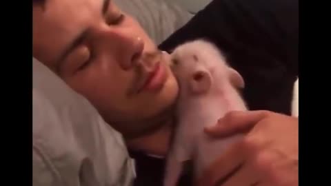 Cutest baby animals | awww cute baby animals