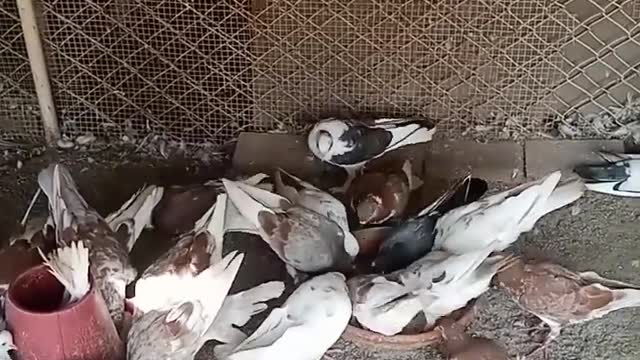 hog #Shorts _ #TikTok _ #Reels _ #Reel _ #Twins _ #Twin _ #Dance _