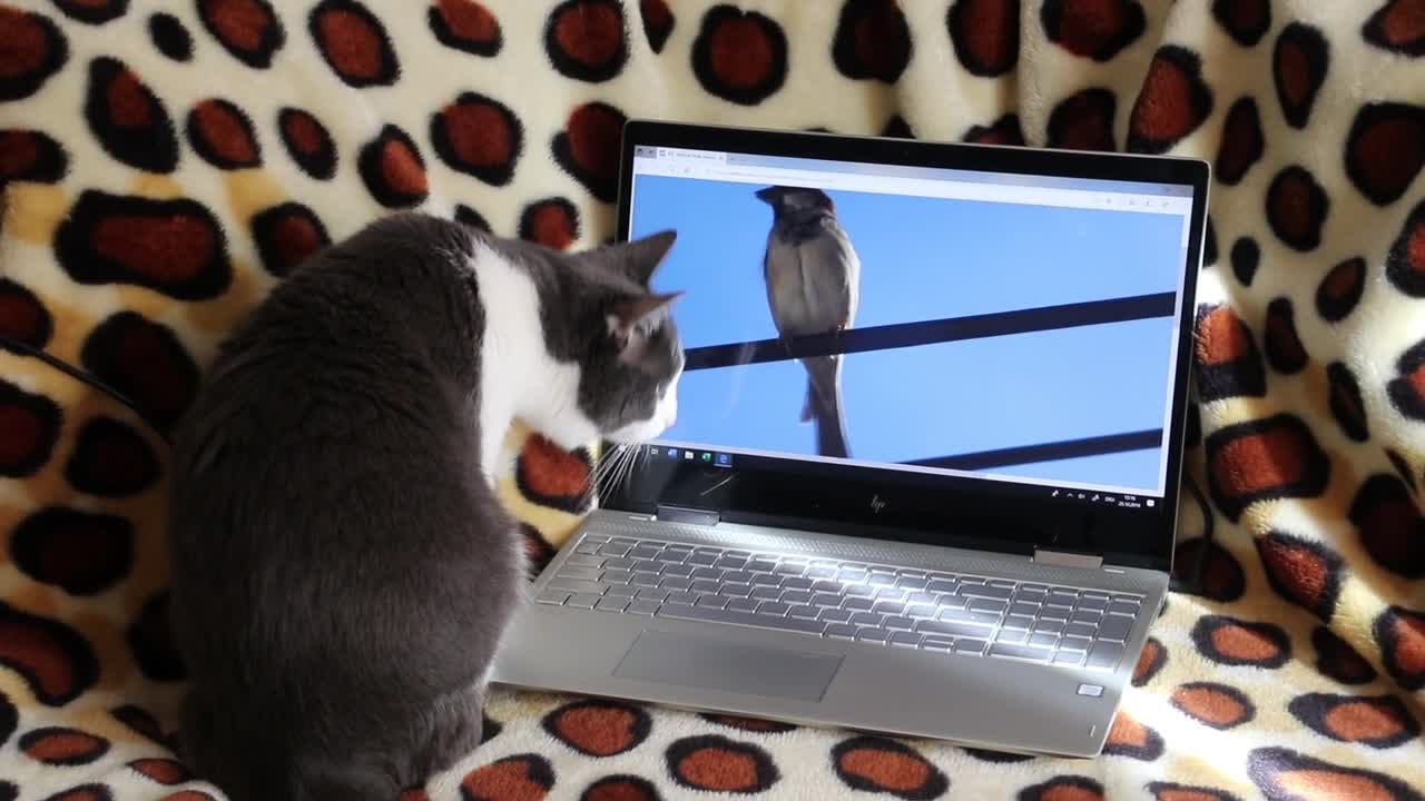 Cat hunting? LOL