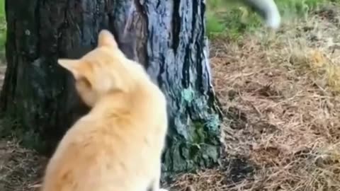 Fox And Cat Laughing Quarrel #Cat #Funny