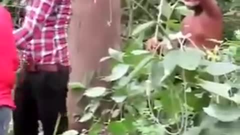 CHILD TRAFFICKING CAUGHT IN BROAD DAYLIGHT 😳