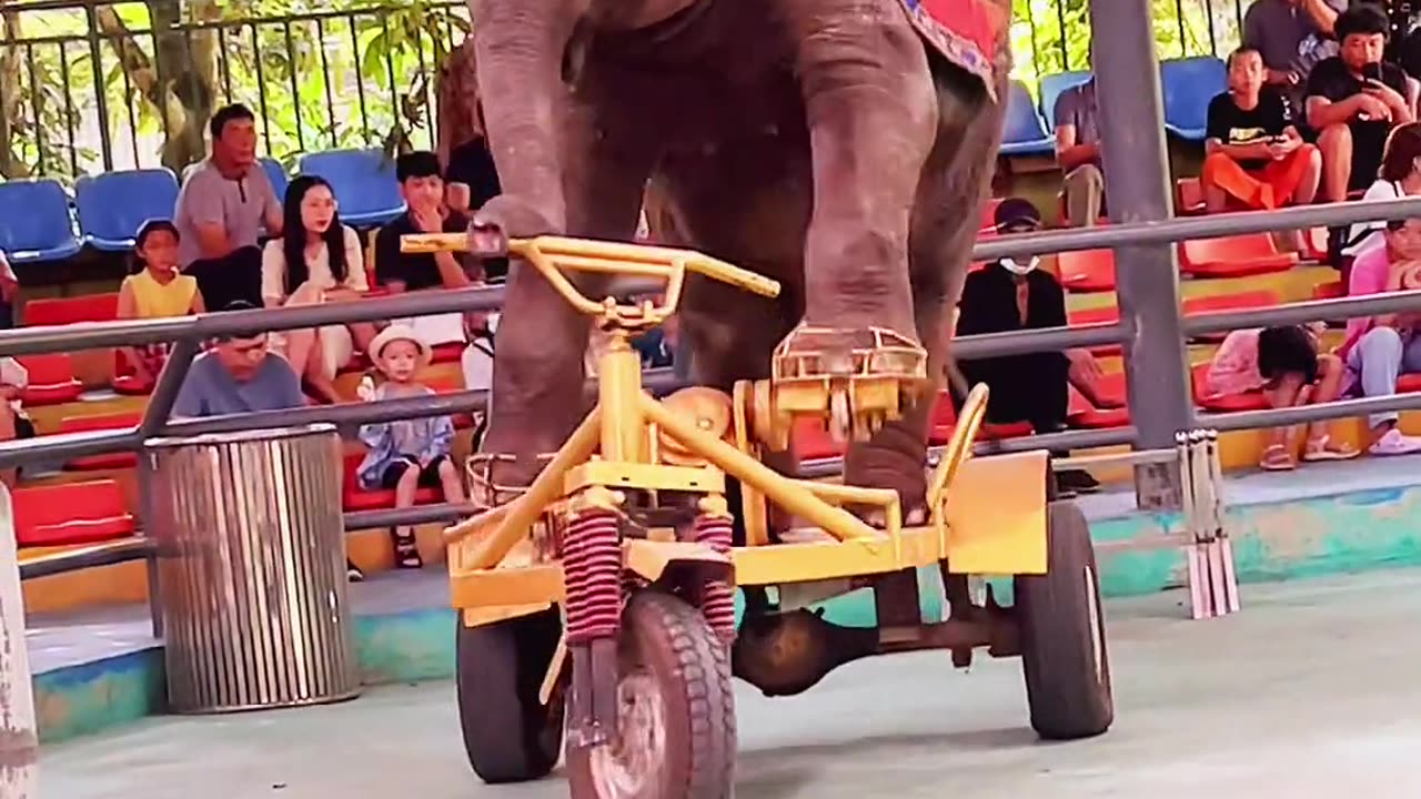 Elephant Riding a Bicycle: A Rare and Amazing Sight!