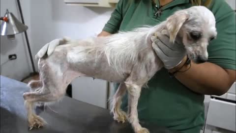 Amazing transformation of rescued dog | Before and after