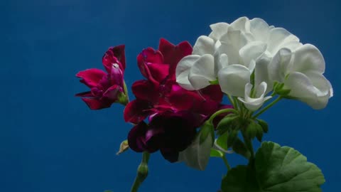 Beautiful time lapse video flower