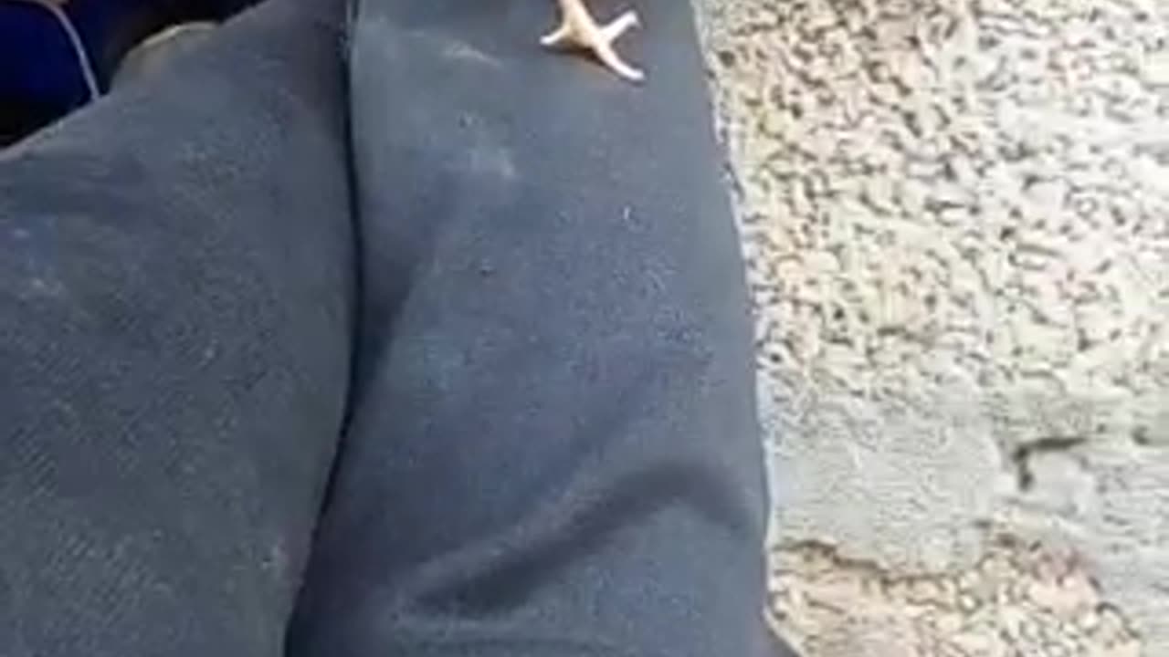 Funy
