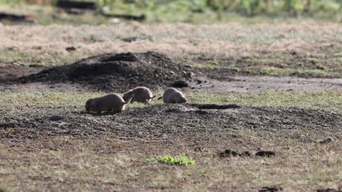 Prairie Dogging in Custer National Park