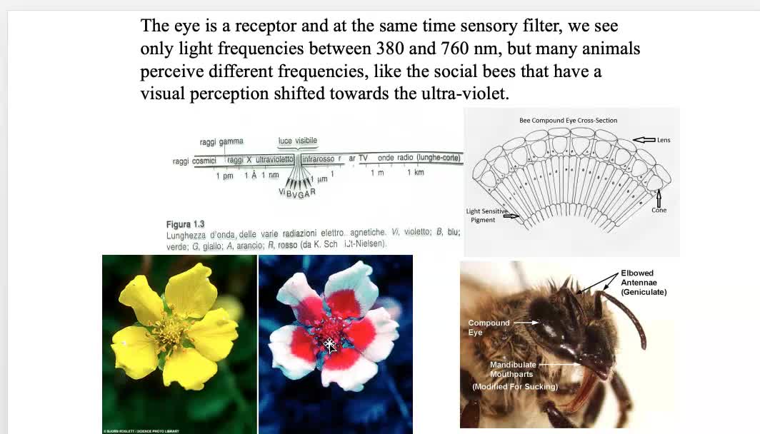 03 - Animal Behavior - Classical ethology 1-2