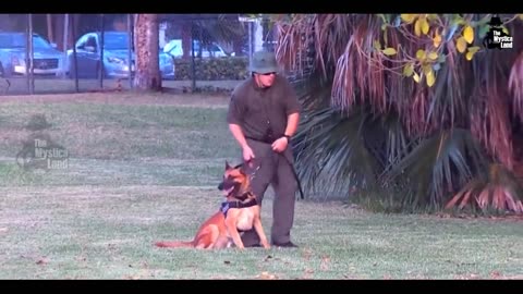 Extremely Disciplined training of military Dog's