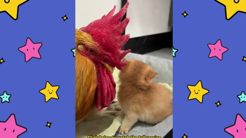 The Rooster Won The Custody Of The Kitten.