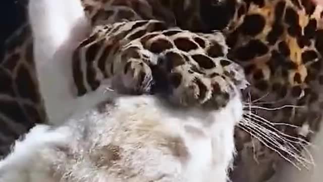 This is a leopard cub playing with a white tiger cub