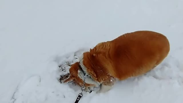 Corgi snow angels