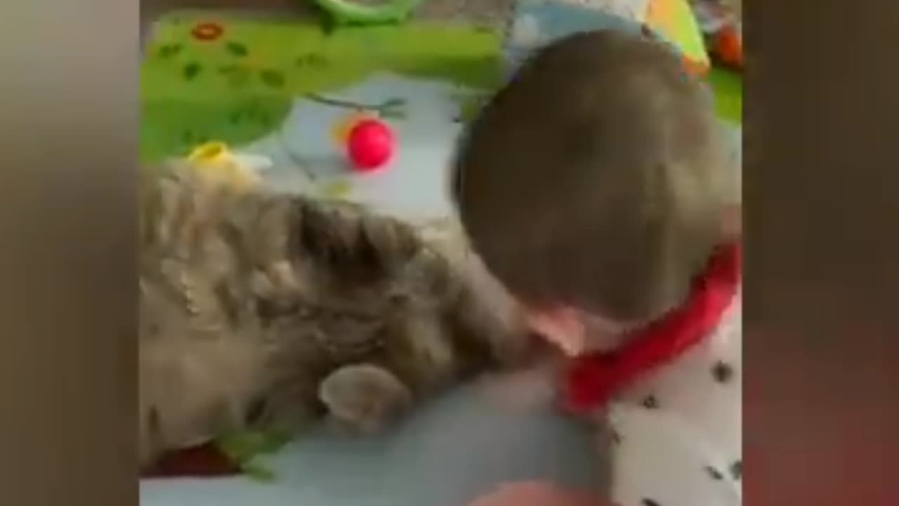 Baby play with Cat - Kid's funny video - Cat Funny video