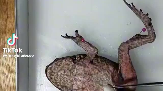 How to dissect a dead frog