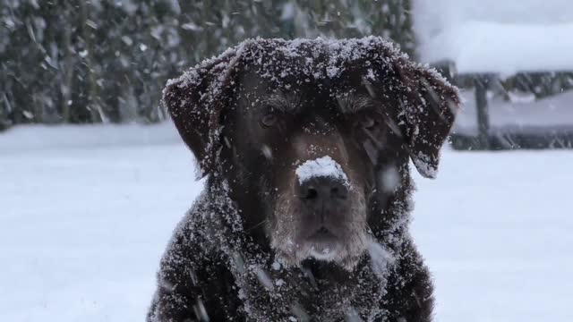 Labrador berger australien