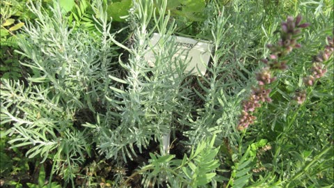 Lavender Water Lavender August 2022