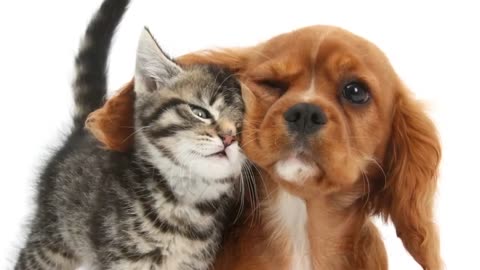 🐕 List Of Top 10 Cat Friendly Dogs 2020