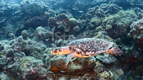 marine creatures in natural habitat around Curaçao /Dutch Antilles