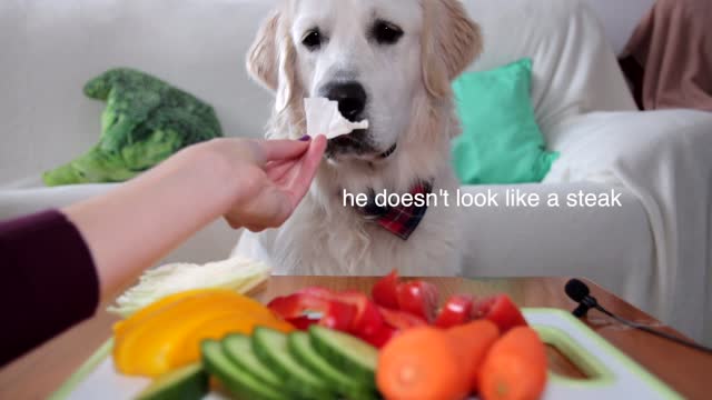 ASMR Dog Reviewing Different Types of Food