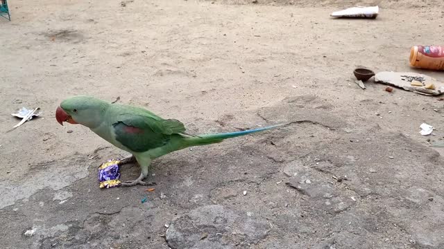 Parrot ki masti Batuni Tota Alexender parrot